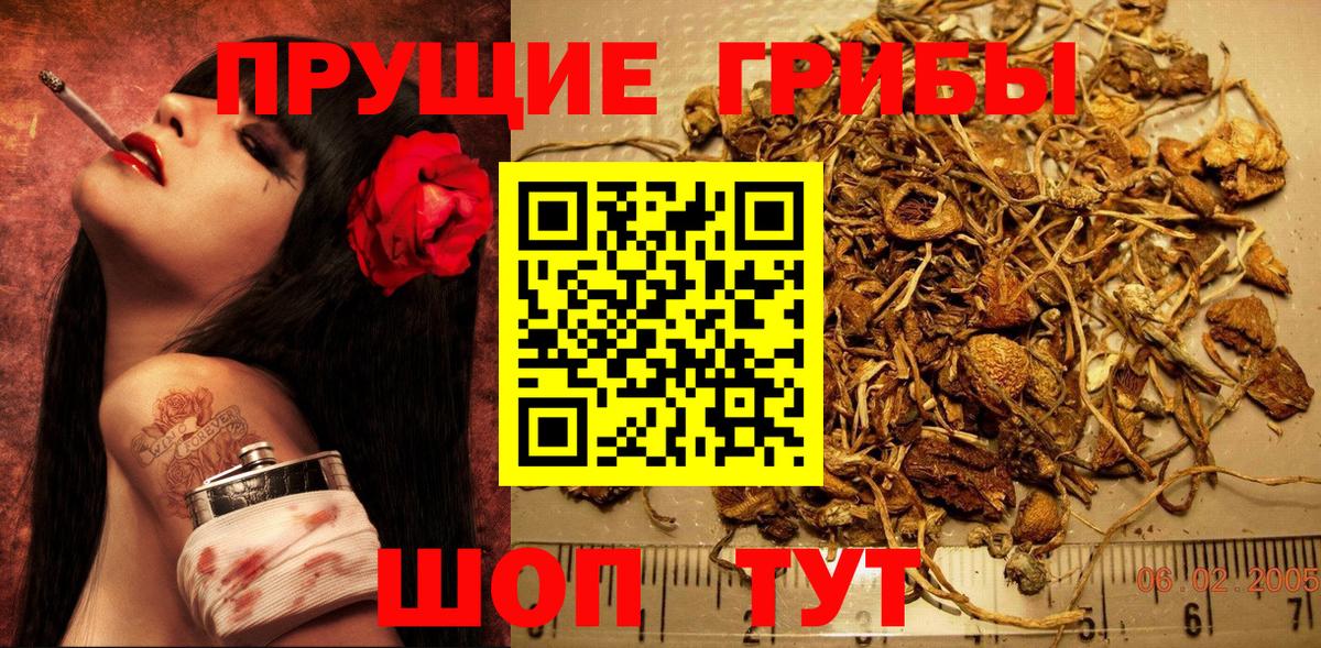 где купить наркоту  Галлюциногенные грибы Cubensis  Вход с VPN  Белгород  Псилоцибиновые грибы мицелий 